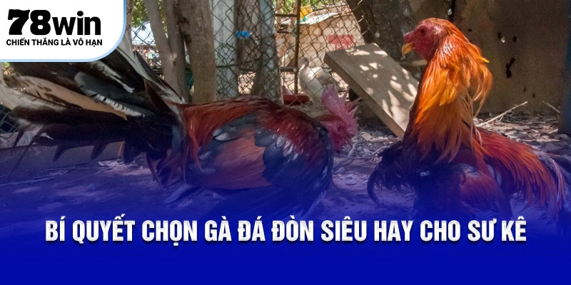 Bí quyết chọn gà đá đòn siêu hay cho sư kê