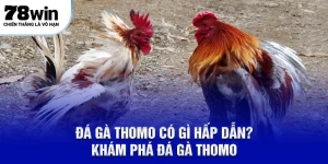 Đá gà thomo 78win