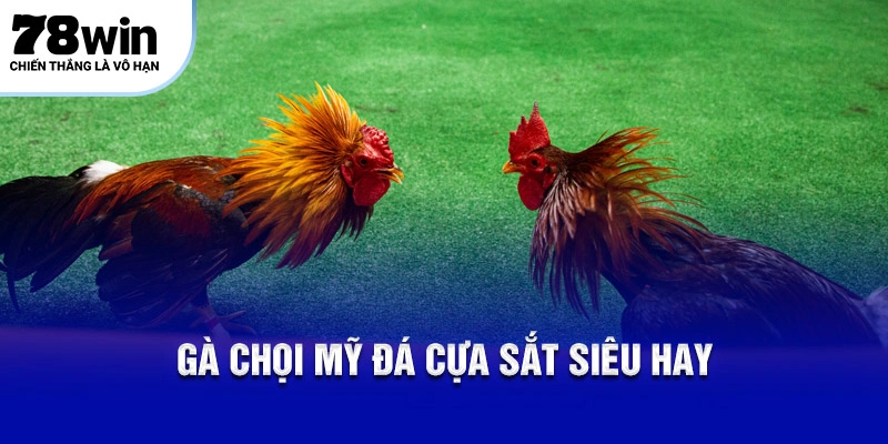 Gà chọi Mỹ đá cựa sắt siêu hay