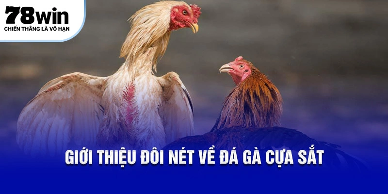 Giới thiệu đôi nét về đá gà cựa sắt