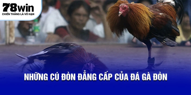 Những cú đòn đẳng cấp của đá gà đòn