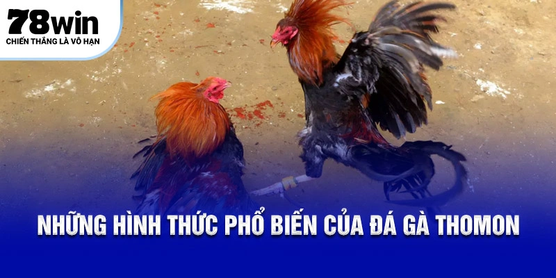Những hình thức phổ biến của đá gà Thomo